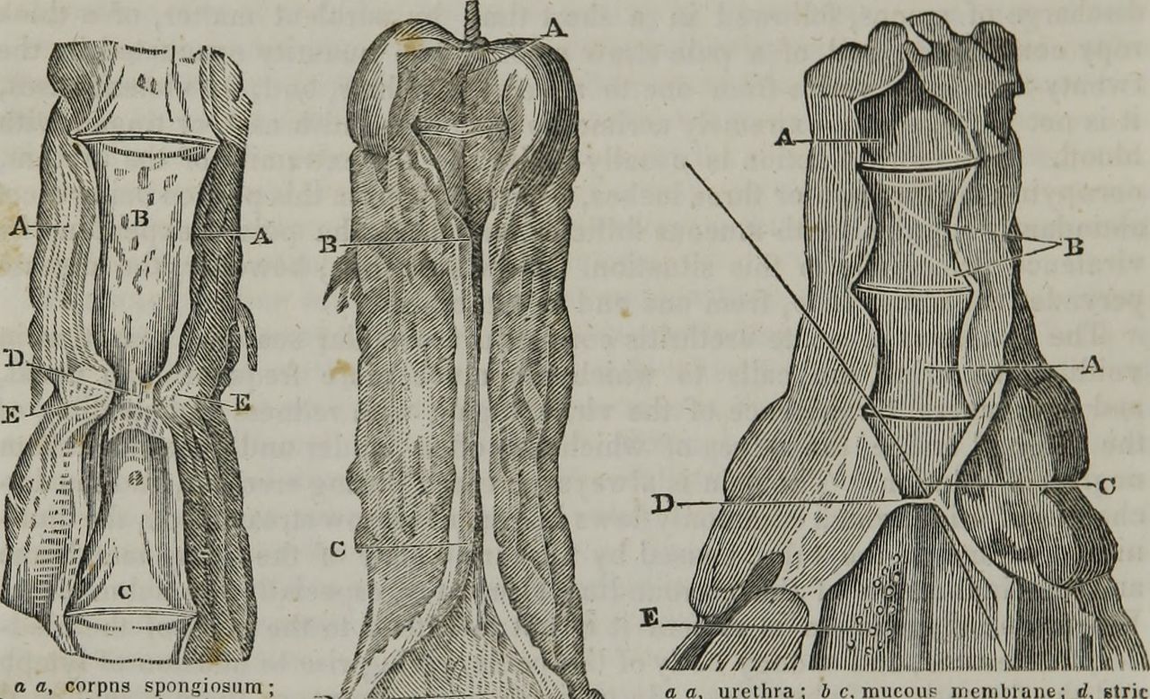 Anatomia patologica1