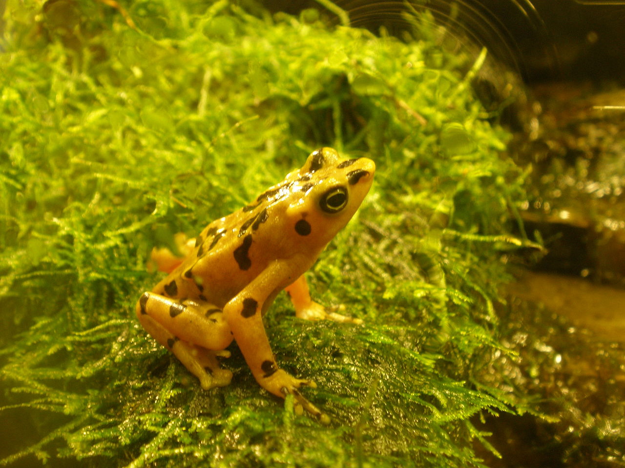 Atelopus zeteki