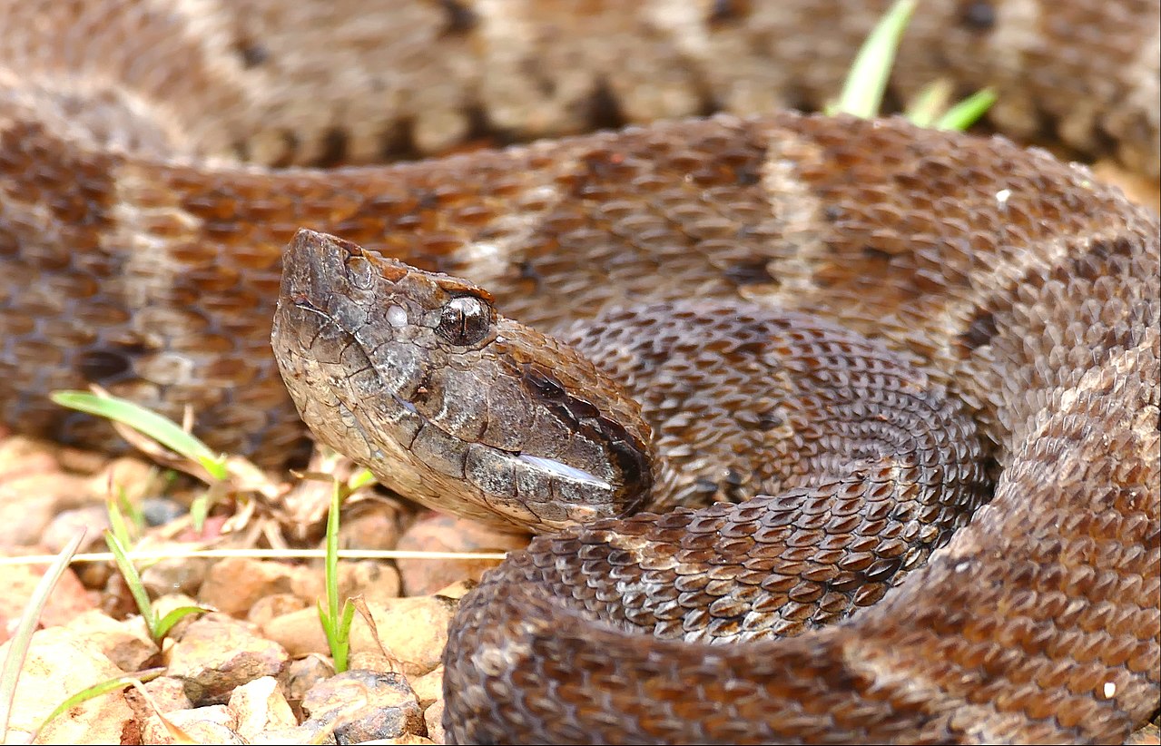 Bothrops atrox