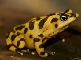 Broasca aurie (Atelopus zeteki) din Panama, o specie pe cale de dispariție