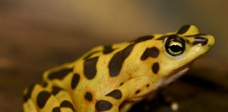 Broasca aurie (Atelopus zeteki) din Panama, o specie pe cale de dispariție