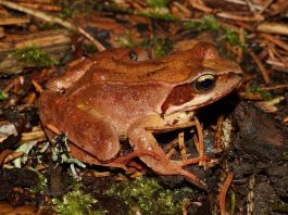 Broasca roșie de pădure (Rana dalmatina) răspândită în Europa de Nord și de Sud