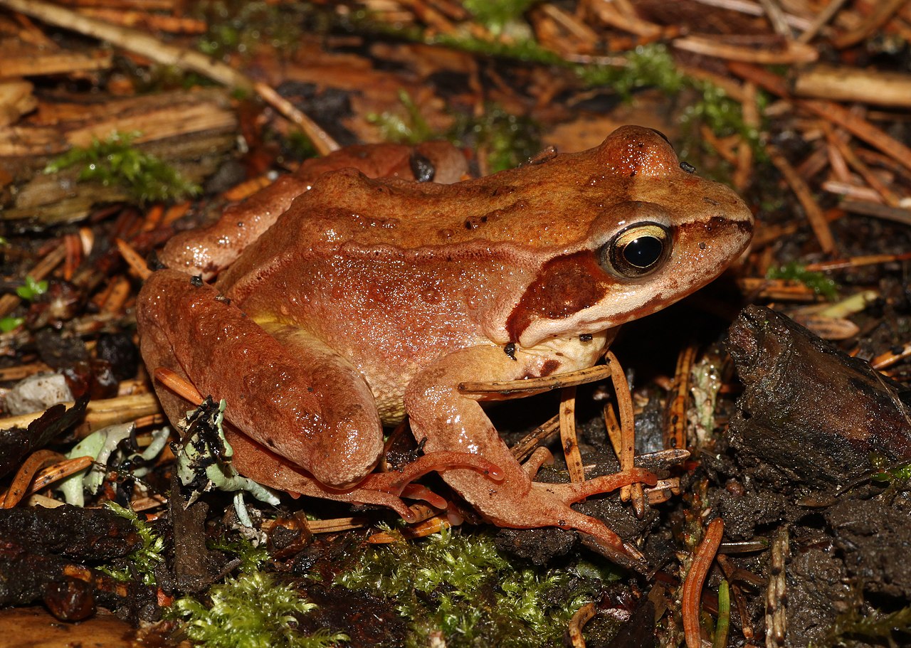 Broasca roșie de pădure (Rana dalmatina) răspândită în Europa de Nord și de Sud