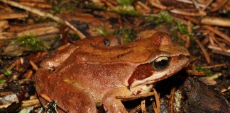 Broasca roșie de pădure (Rana dalmatina) răspândită în Europa de Nord și de Sud