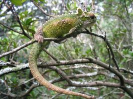 Cameleonul pitic din Natal (Bradypodion thamnobates), o specie de reptilă arboricolă africană care naște pui vii