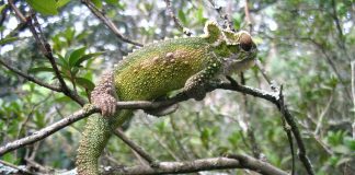 Cameleonul pitic din Natal (Bradypodion thamnobates), o specie de reptilă arboricolă africană care naște pui vii