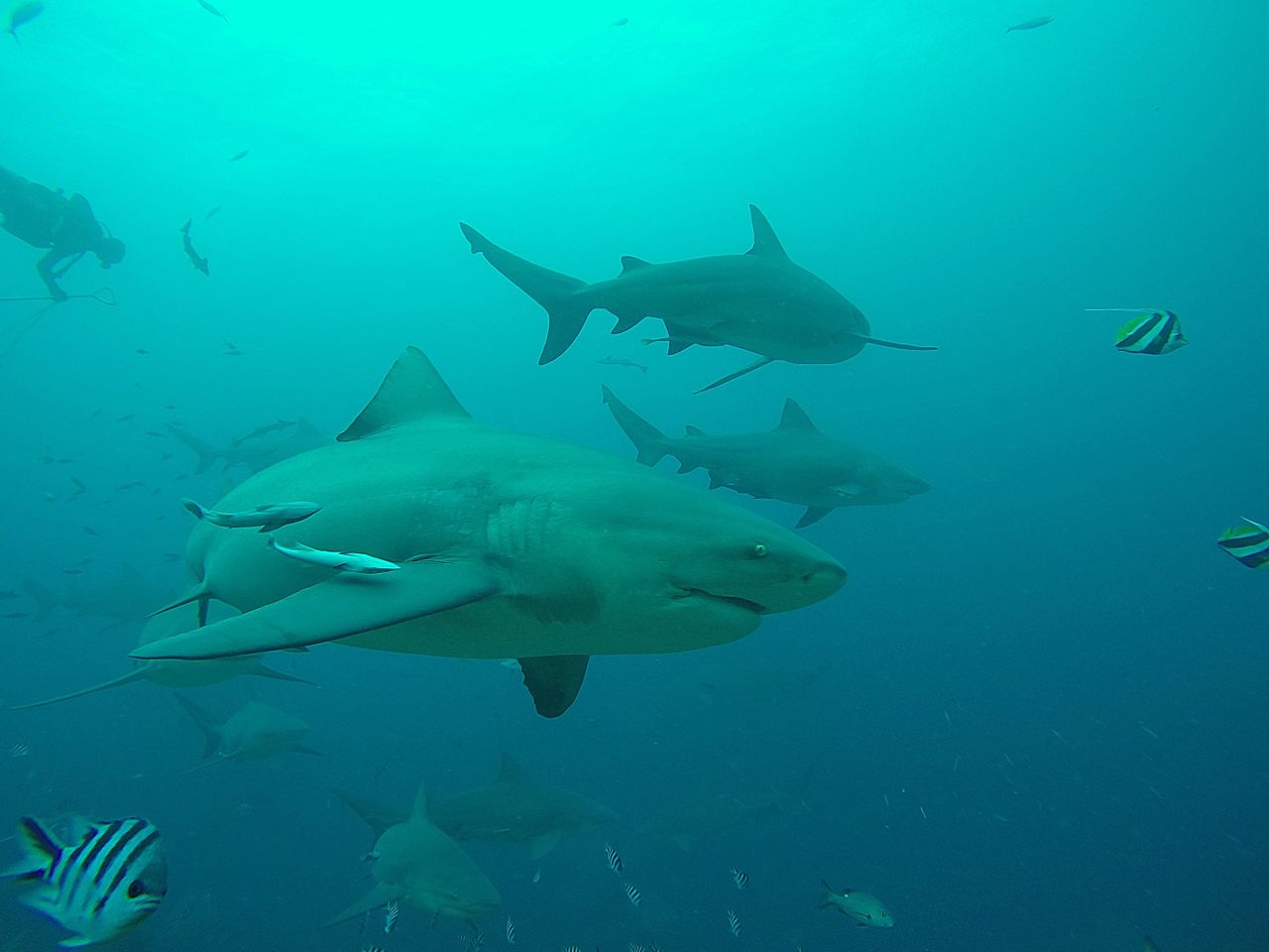 Carcharhinus leucas