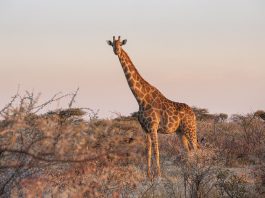 Cele mai interesante lucruri care vă vor uimi despre girafe