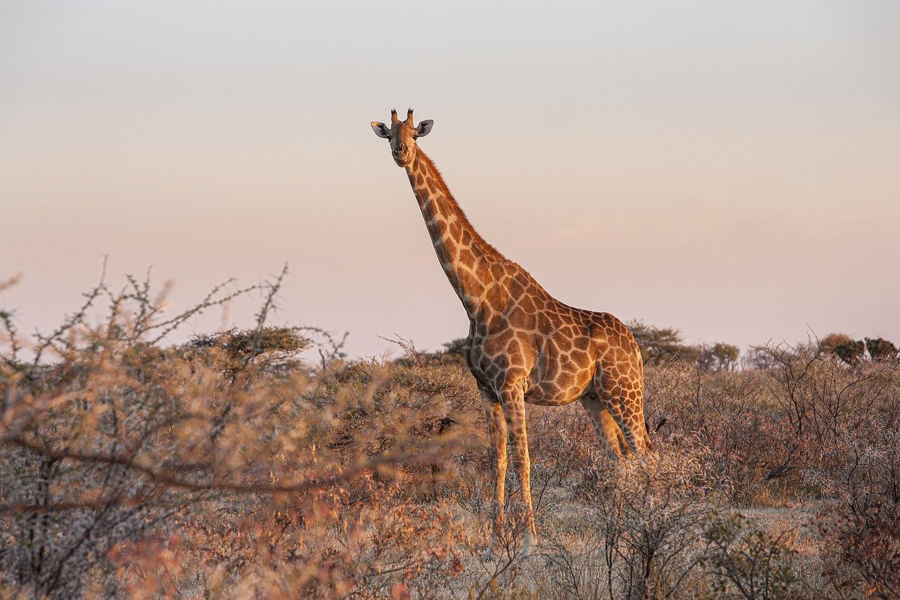 Cele mai interesante lucruri care vă vor uimi despre girafe