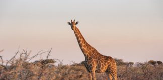 Cele mai interesante lucruri care vă vor uimi despre girafe