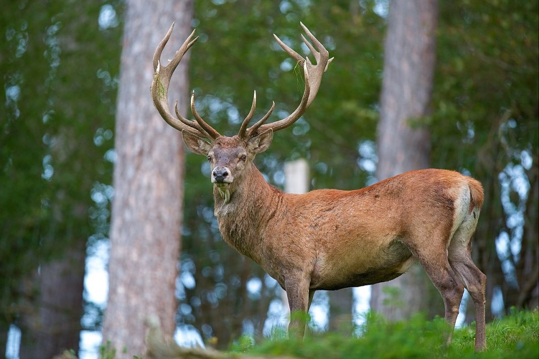 Cerbul roșu (Cervus elaphus), un exemplar deosebit