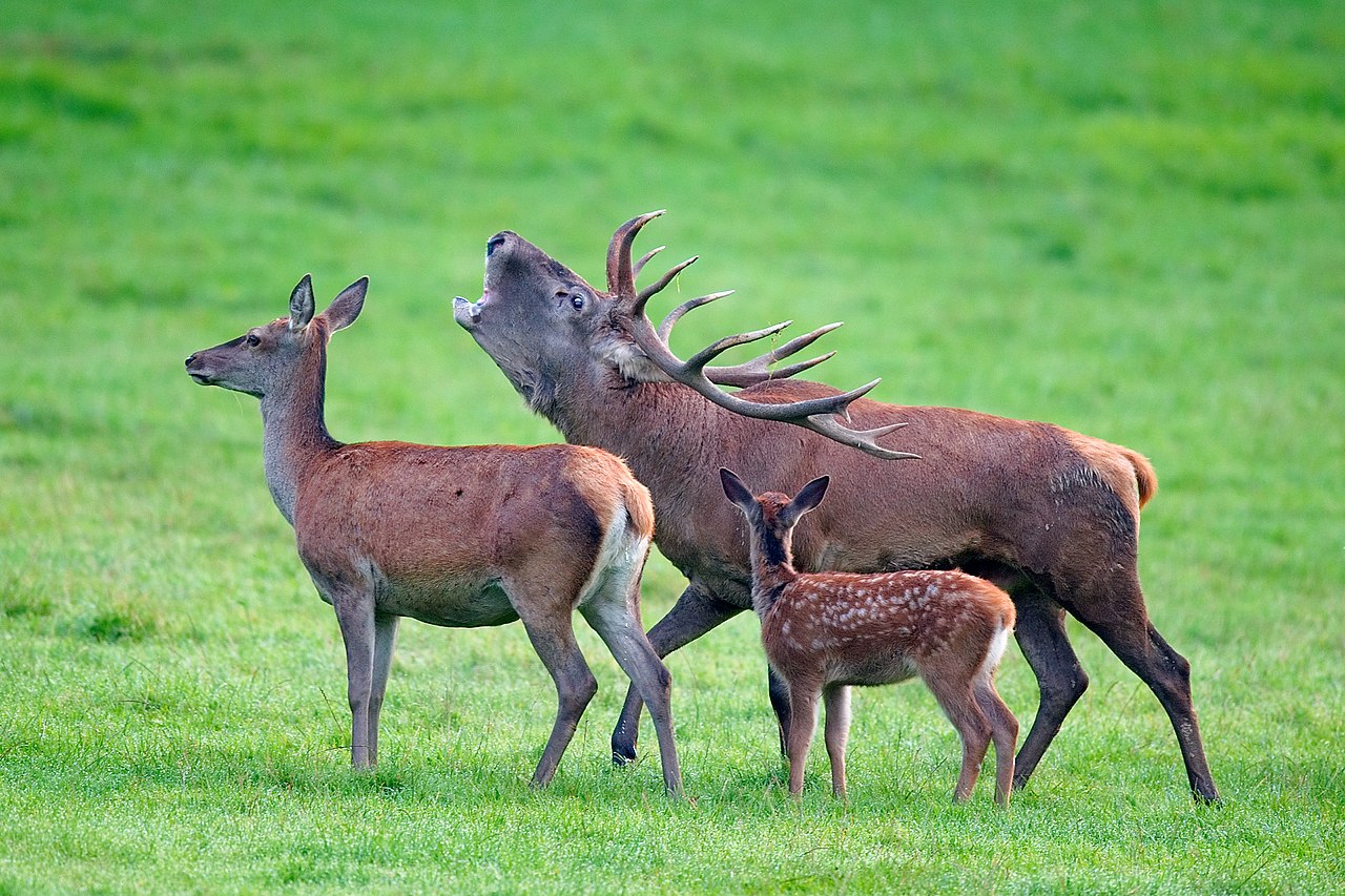 Cervus elaphus