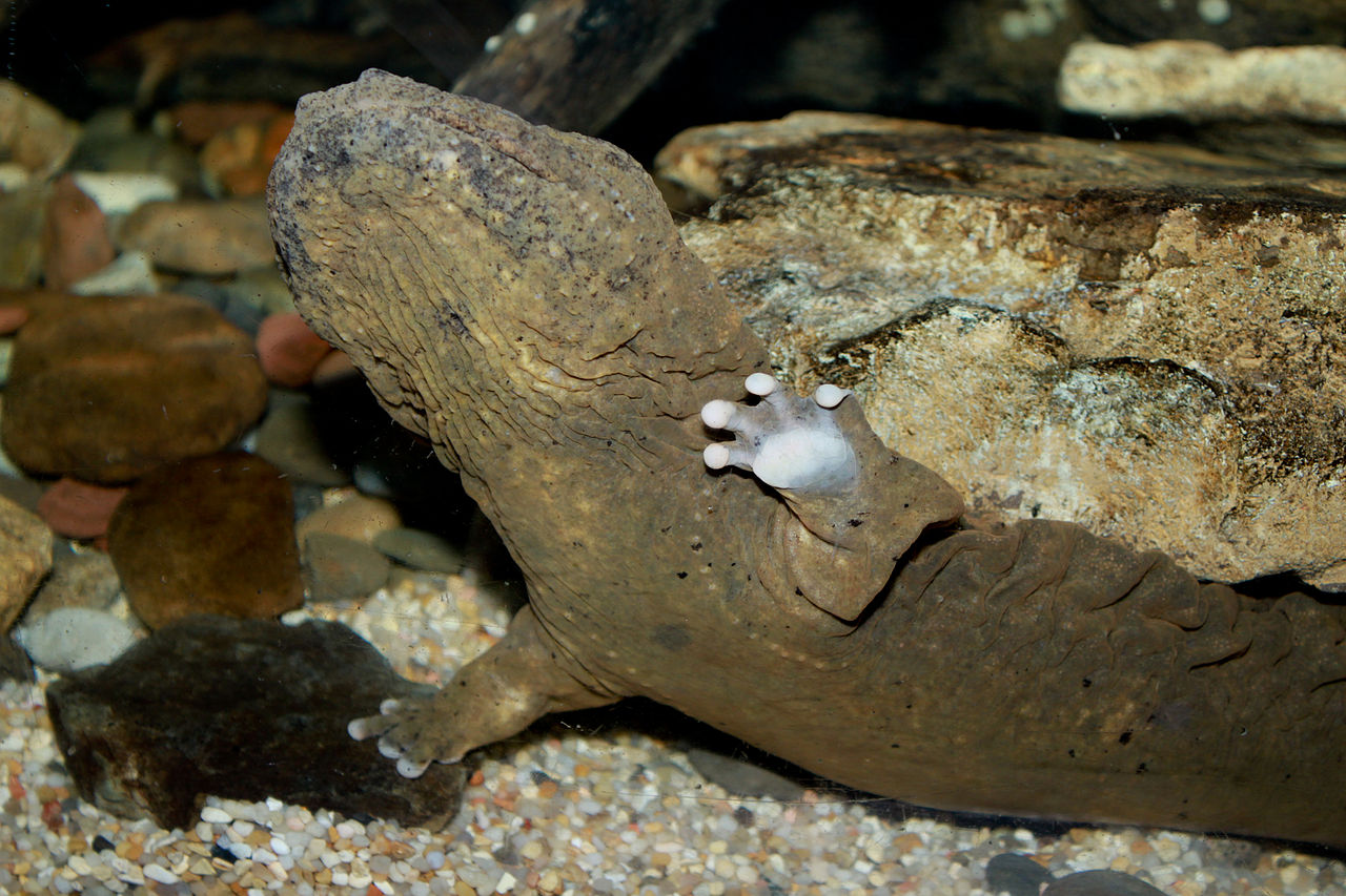 Cryptobranchus alleganiensis