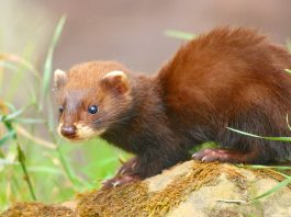 Dihorul european (Mustela putorius), stramoșul dihorului domestic