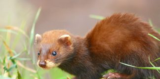 Dihorul european (Mustela putorius), stramoșul dihorului domestic