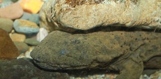 Dracul de nămol (Cryptobranchus alleganiensis), salamandra gigantică