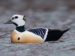 Eiderul lui Steller (Polysticta stelleri), o pasăre migratoare