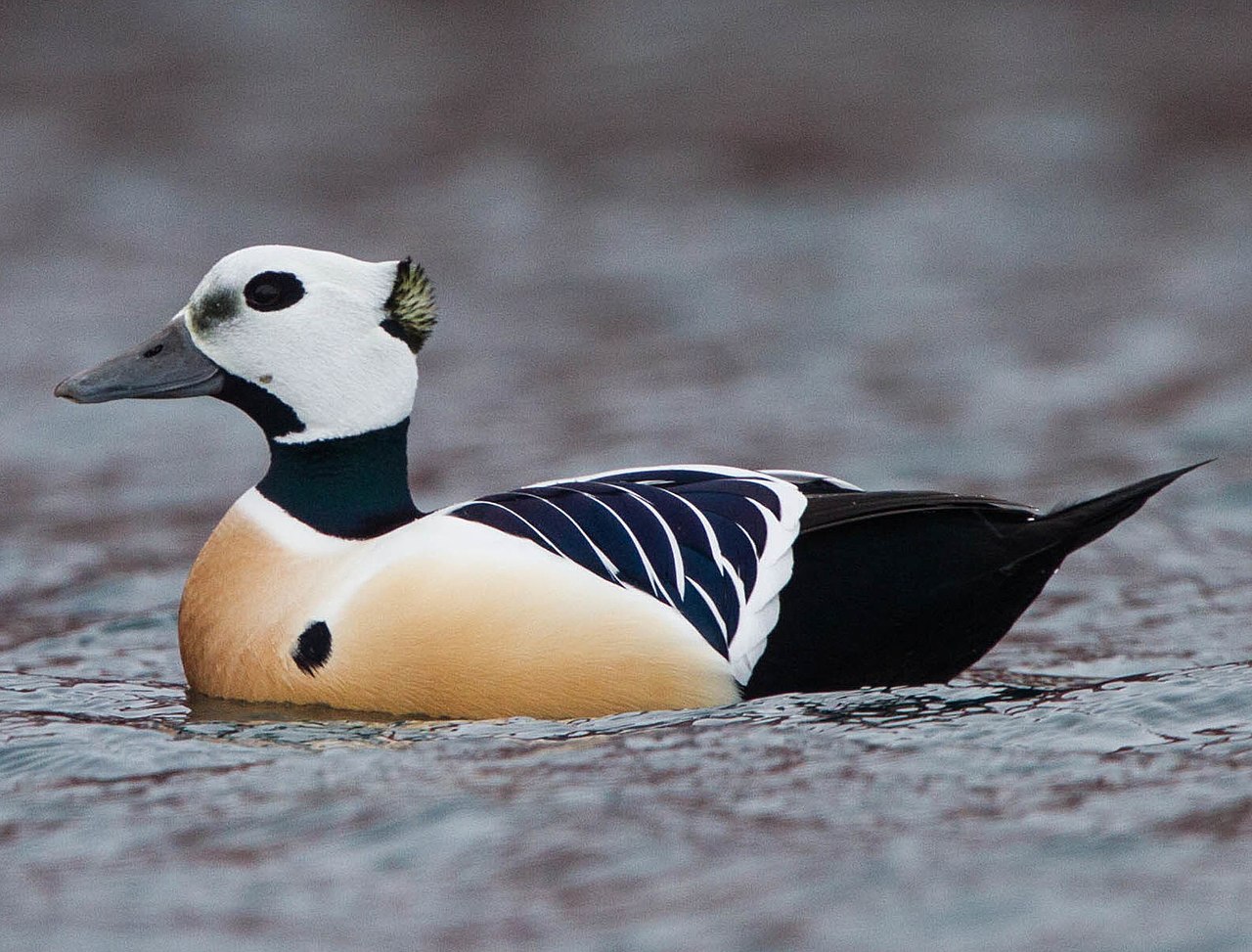 Eiderul lui Steller (Polysticta stelleri), o pasăre migratoare