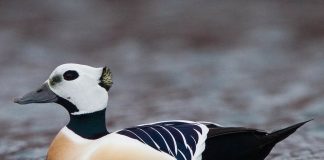 Eiderul lui Steller (Polysticta stelleri), o pasăre migratoare