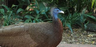 Fazanul argus (Argusianus argus), cel mai mare fazan din lume