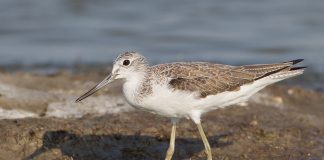 Fluierașul cu picioare verzi (Tringa nebularia), pasăre migratoare de apă