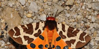 Fluturele omidei-urs (Arctia caja), fluturi din familia Arctiidae