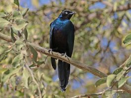 Graurul splendid (Lamprotornis splendidus) din Africa, o pasăre ce trăiește în stoluri