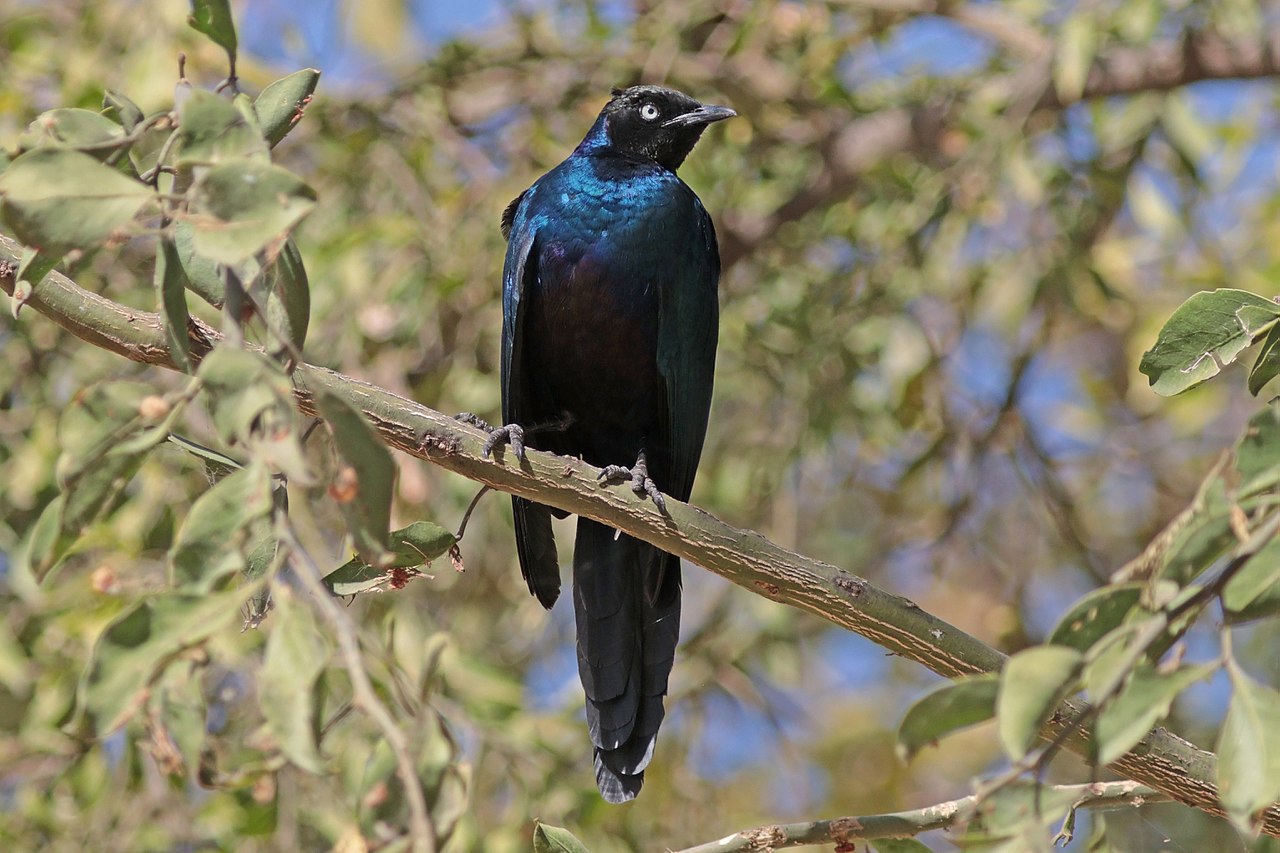 Graurul splendid (Lamprotornis splendidus) din Africa, o pasăre ce trăiește în stoluri