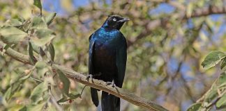 Graurul splendid (Lamprotornis splendidus) din Africa, o pasăre ce trăiește în stoluri