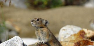 Iepurele fluierător cu buze negre (Ochotona curzoniae)