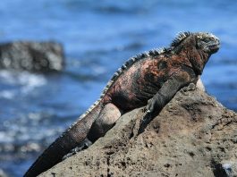 Iguana de mare (Amblyrhynchus cristatus), singura șopârlă care se hrănește în mare