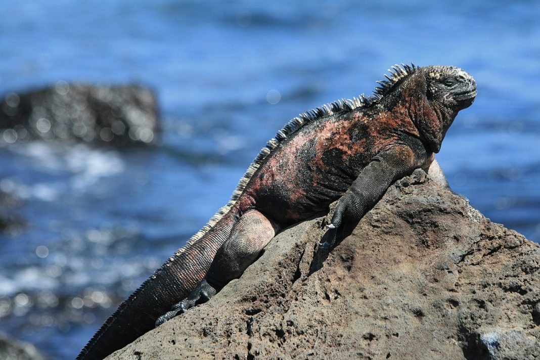 Iguana de mare (Amblyrhynchus cristatus), singura șopârlă care se hrănește în mare