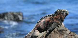 Iguana de mare (Amblyrhynchus cristatus), singura șopârlă care se hrănește în mare