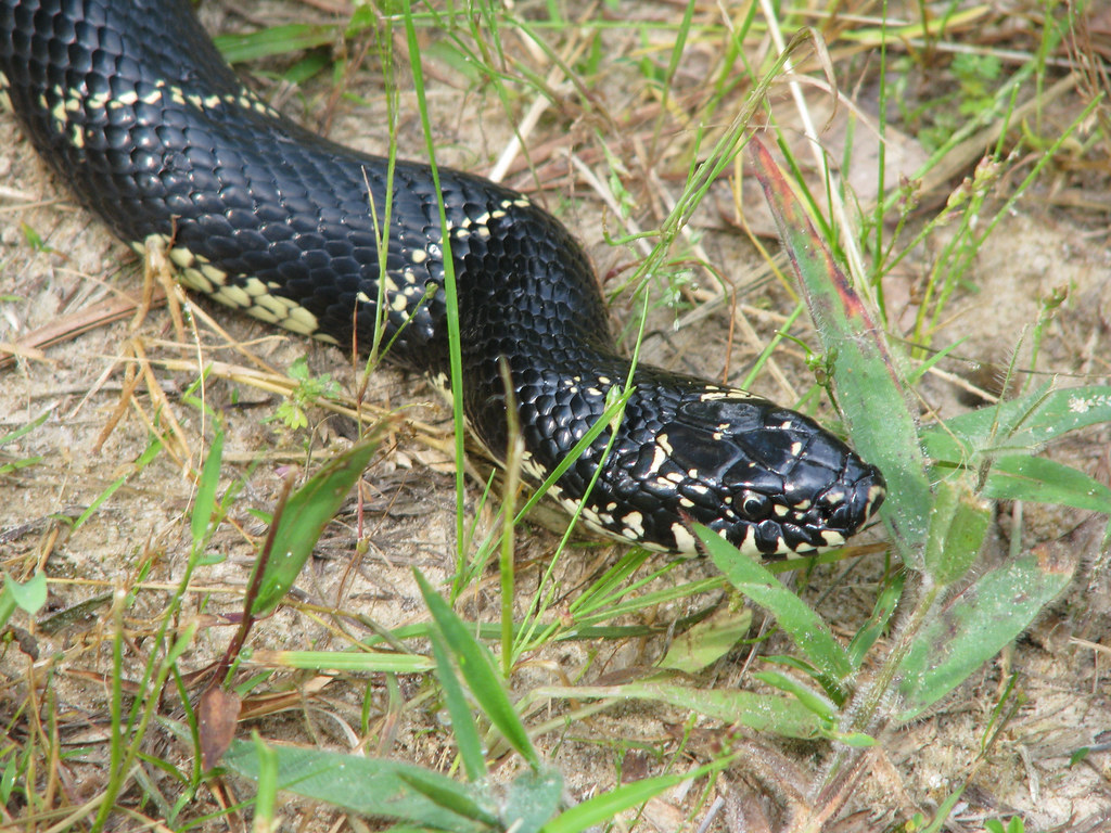 Lampropeltis getula