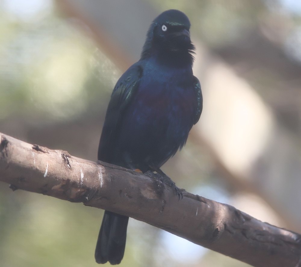 Lamprotornis splendidus