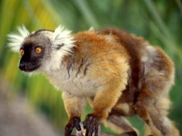 Lemurianul negru (Eulemur macaco) din Insula Madagascar