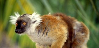 Lemurianul negru (Eulemur macaco) din Insula Madagascar