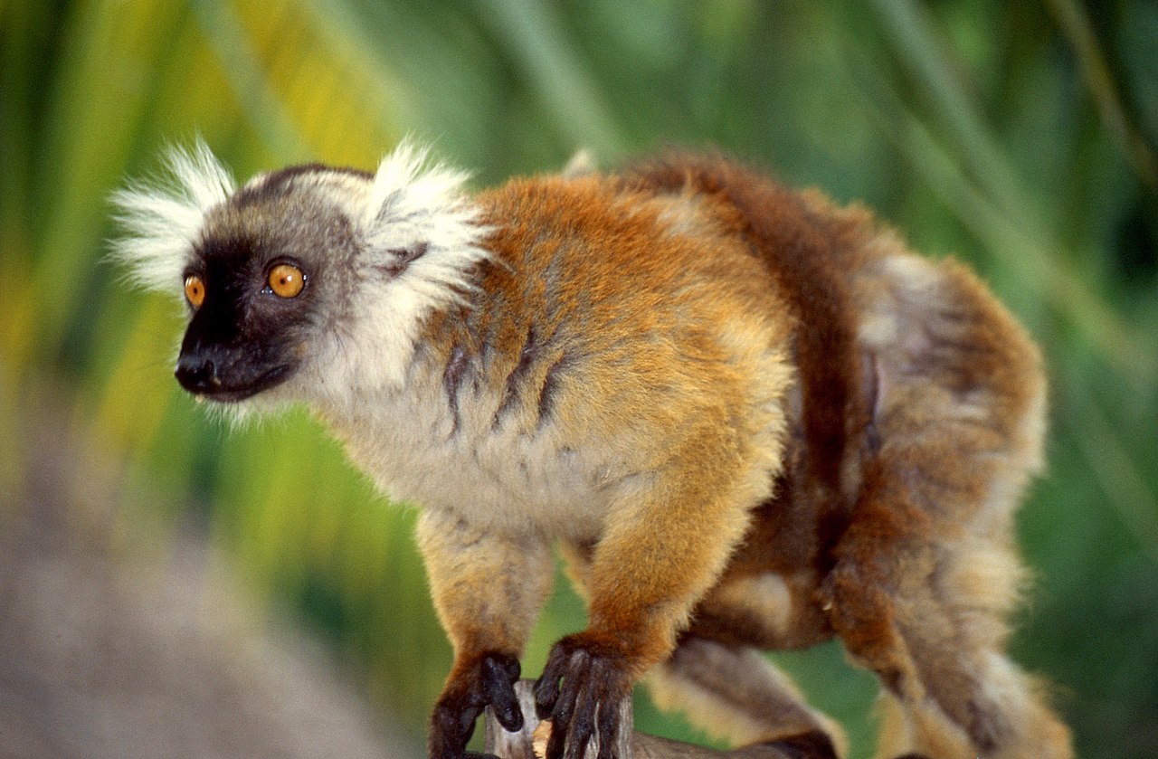 Lemurianul negru (Eulemur macaco) din Insula Madagascar