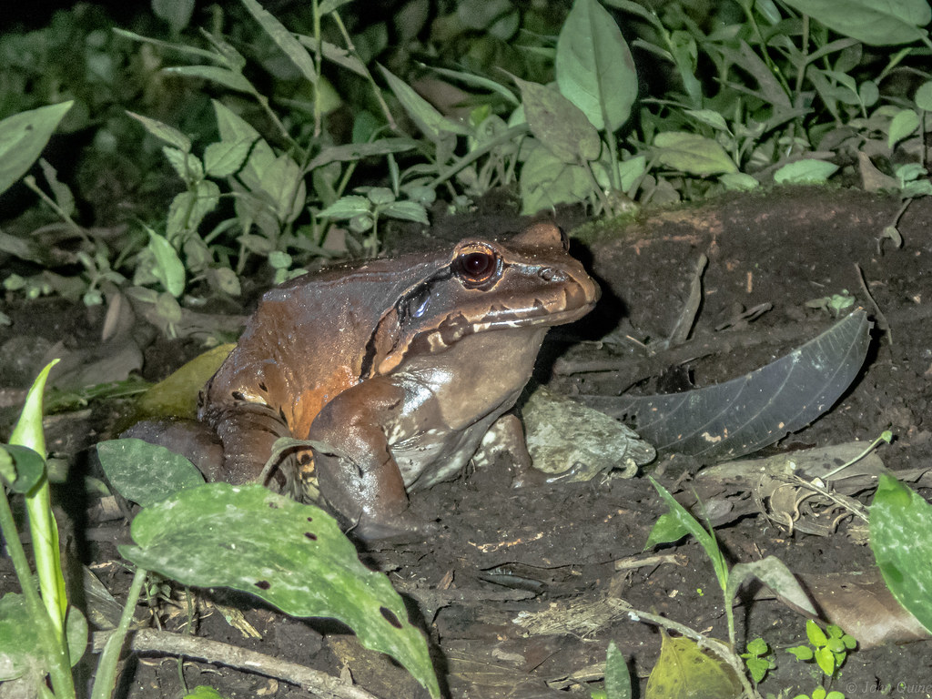 Leptodactylus pentadactylus