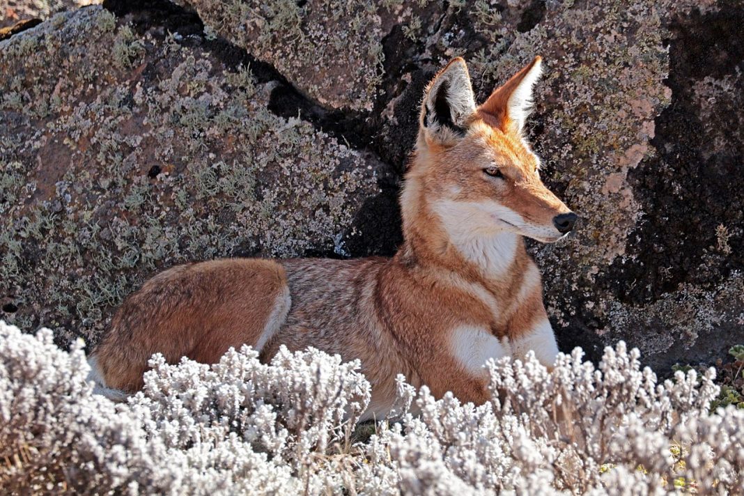 Lupul etiopian (Canis simensis), animale extrem de teritoriale