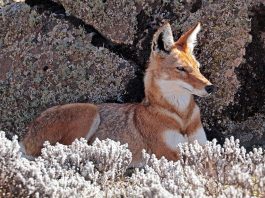 Lupul etiopian (Canis simensis), animale extrem de teritoriale