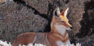 Lupul etiopian (Canis simensis), animale extrem de teritoriale