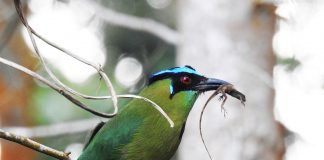 Motmotul cu creștet albastru (Momotus momota) își mișcă coada ca un pendul