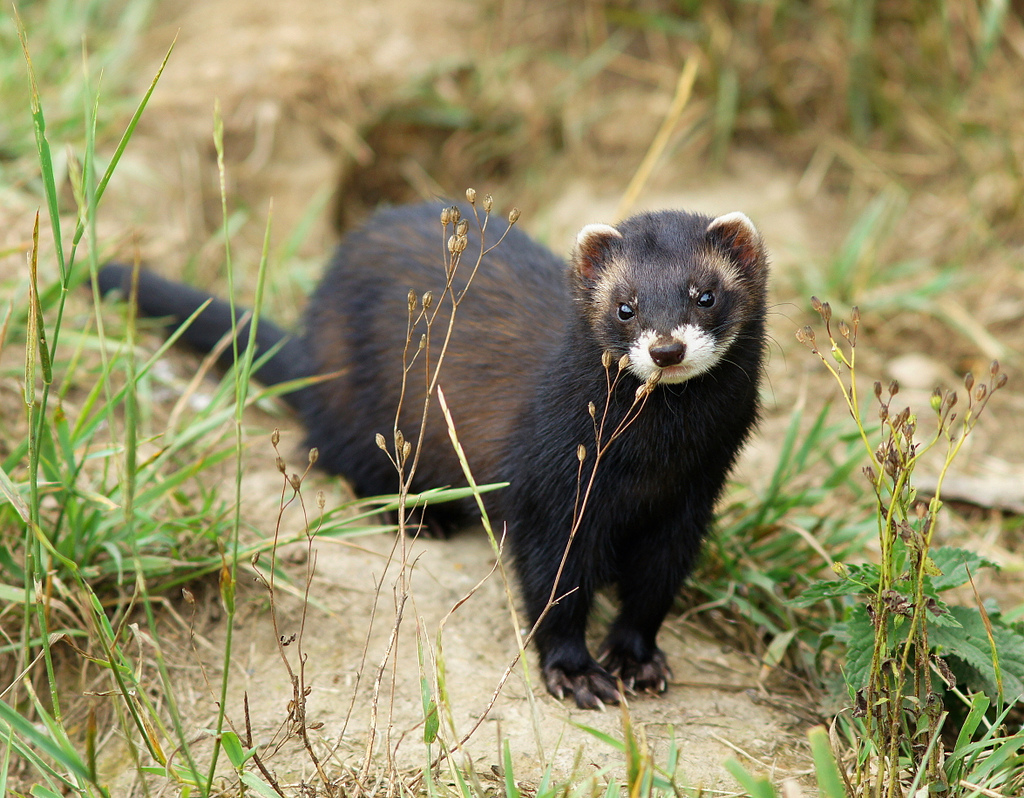 Mustela putorius