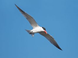 Pescărușul-mare (Hydroprogne caspia), pasărea cu ciocul roșu