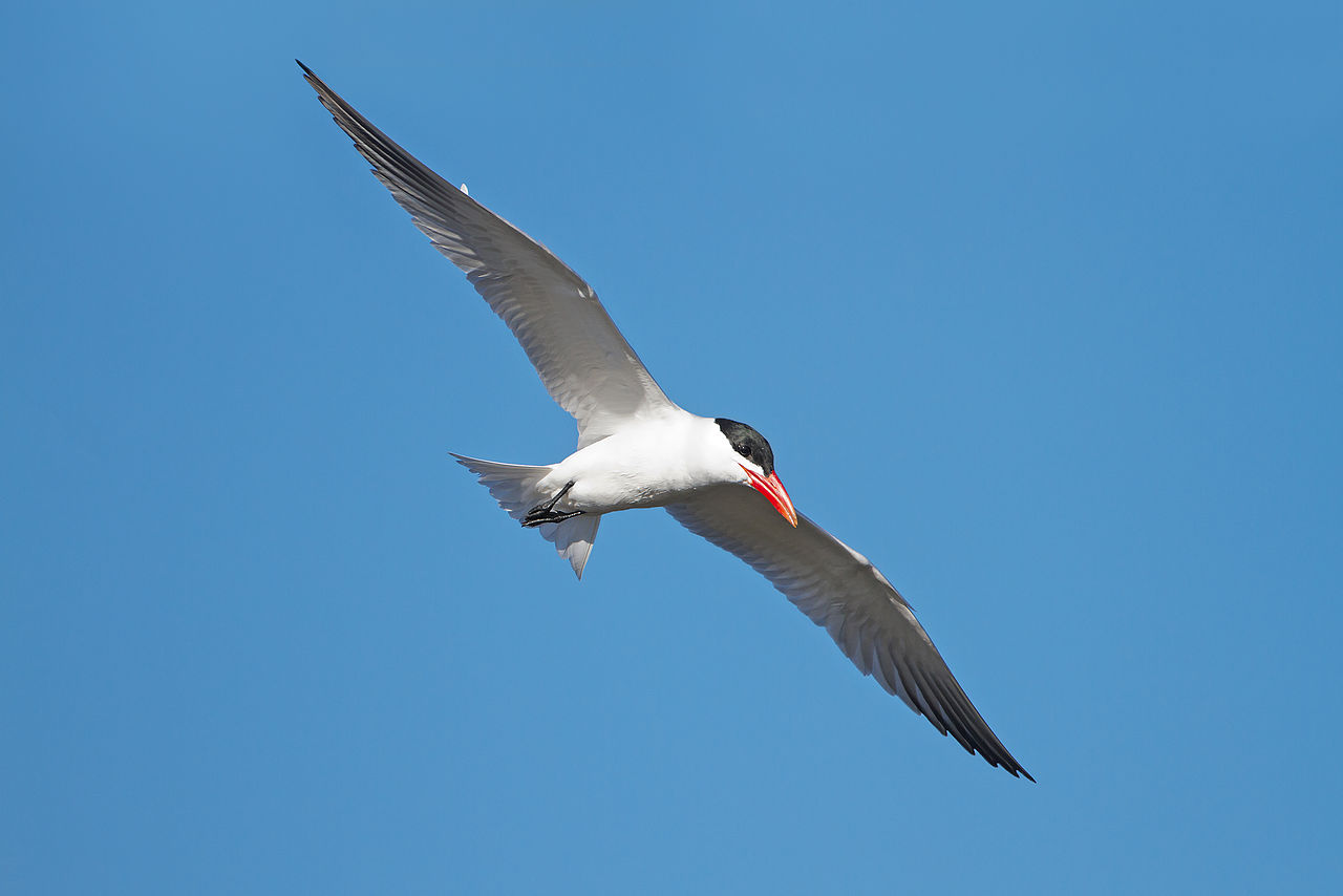 Pescărușul-mare (Hydroprogne caspia), pasărea cu ciocul roșu