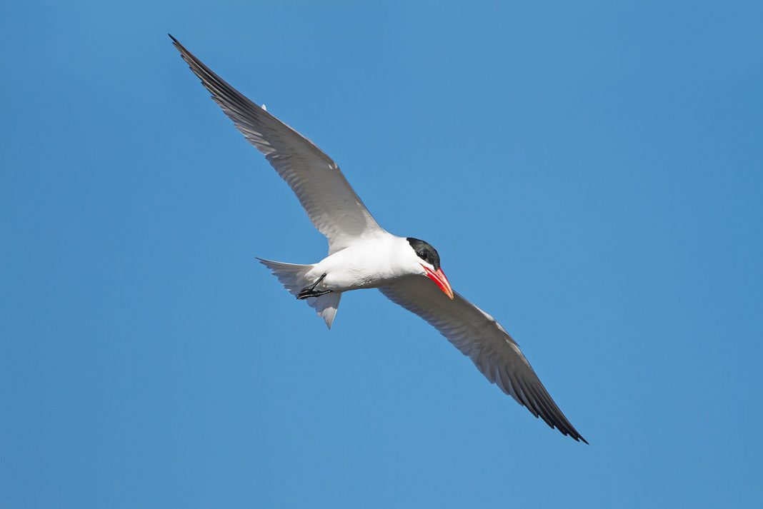 Pescărușul-mare (Hydroprogne caspia), pasărea cu ciocul roșu