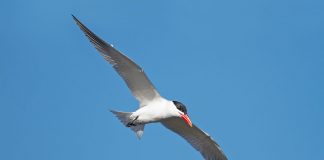 Pescărușul-mare (Hydroprogne caspia), pasărea cu ciocul roșu