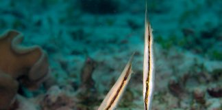 Peștele-crevete (Aeoliscus strigatus), specie care înoată cu capul in jos