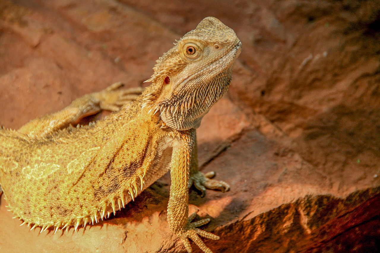 Pogona vitticeps